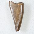 Tyrannosaur Premax Tooth (Aublysodon) - Montana #17574-1